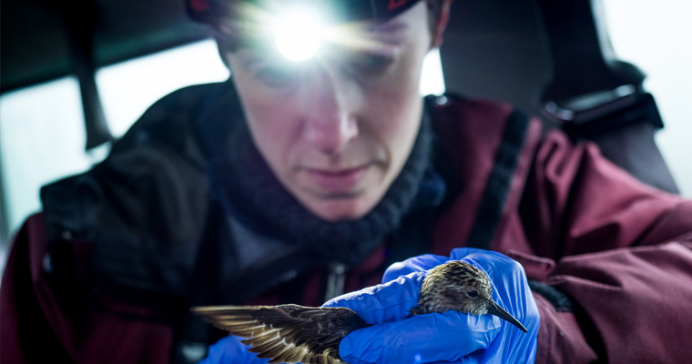 Professor of Biology Nichola Hill samples a Western sandpiper.