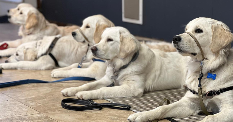 community resource dogs in training