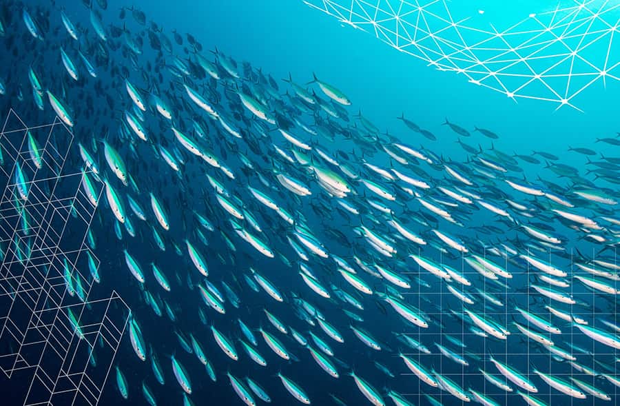 Getty Fish Decision Making Reasearch Mag 3